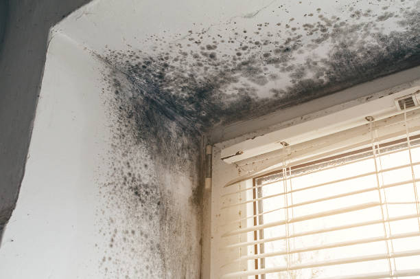 Affordable Mold Cleanup solutions in Clifton, VA