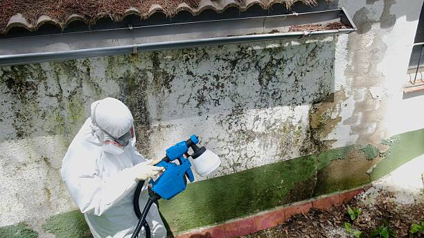 Top rated local Mold Cleanup specialists in Clifton, VA